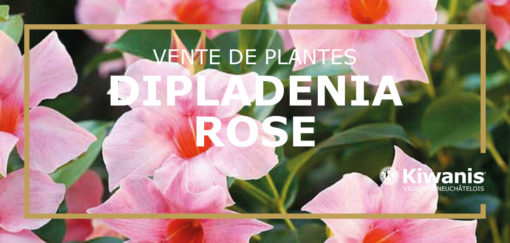 Dipladenia rose