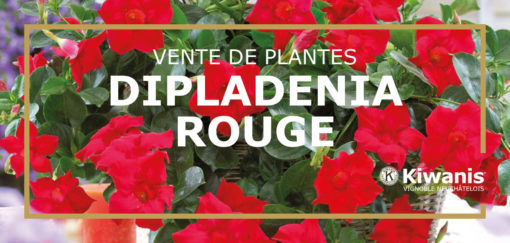 Dipladenia rouge