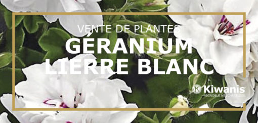 Géranium lierre blanc