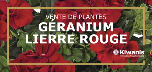 Géranium lierre rouge